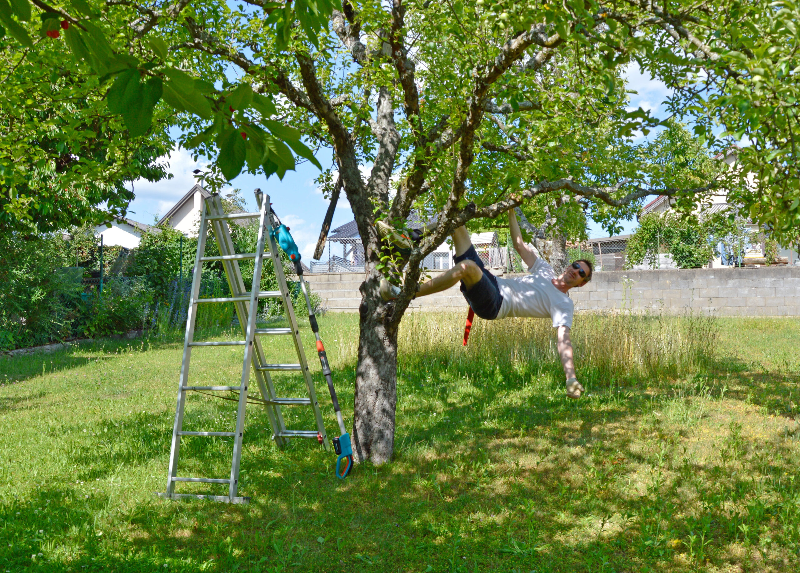 Workshop – 15.08.2026: Sommerschnitt an Obstbäumen